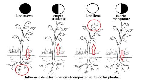 Cómo influye la luna en las plantas Blog Hozelock