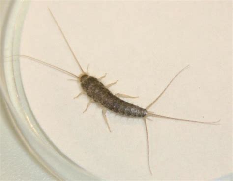 Morphology Of Long Tailed Silverfish Ctenolepisma Longicaudata In