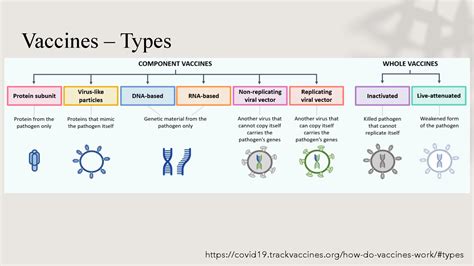 Safety Efficacy Of COVID 19 Vaccines Ministry Of Health