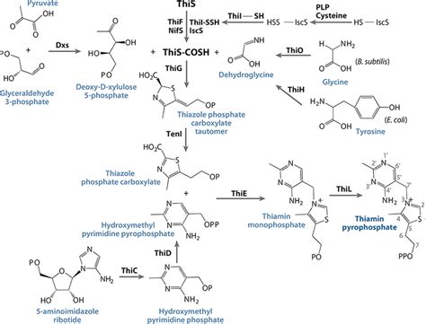 The Structural And Biochemical Foundations Of Thiamin Biosynthesis