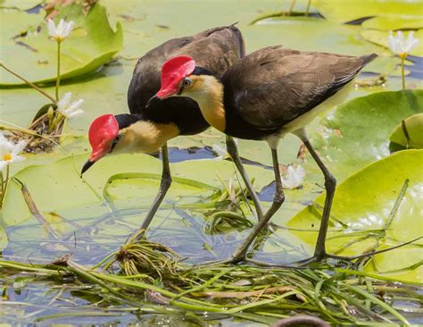 Jacana Bird Facts - Jacanidae - A-Z Animals