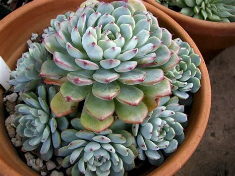 Echeveria Amoena World Of Succulents