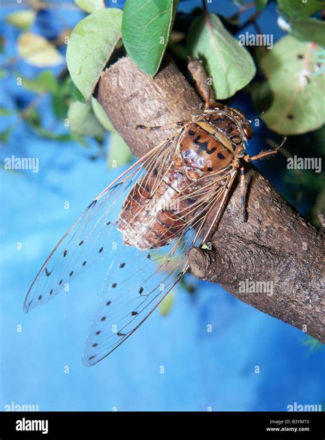 Zoology Animals Insects Cicada Giant Cicada Pomponia Imperatoria