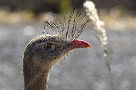 Close Up Red Legged Seriema Or Crested Cariama Cariama Cristata Stock