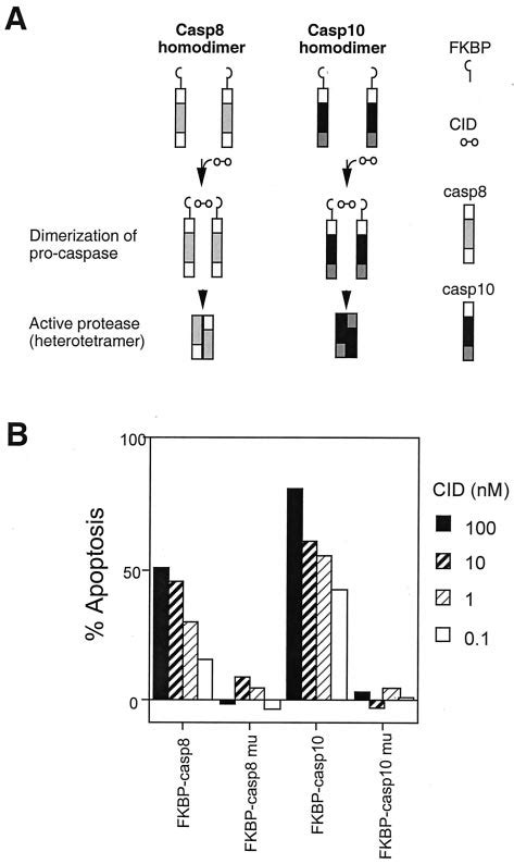 Caspase 10 Activation By Chemically Induced Dimerization A Caspase 8