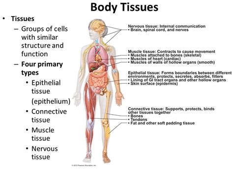 Epithelial Tissues Of The Human Body