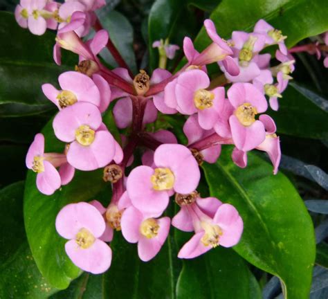 Euphorbia leuconeura | Liberty Hyde Bailey Conservatory