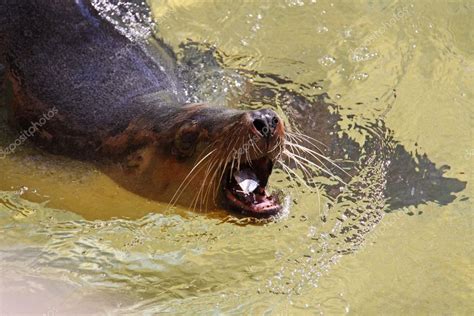 Australian Sea-Lion eating a Fish. — Stock Photo © cloudia #2515419