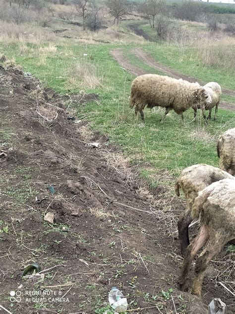 Продам барана срочно