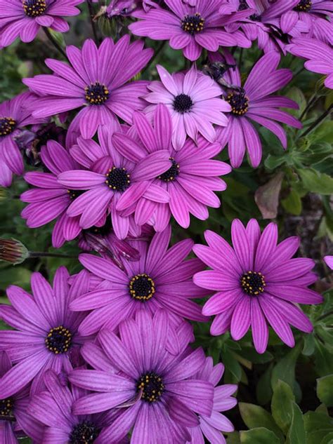 Close Up Of Purple Flowers · Free Stock Photo