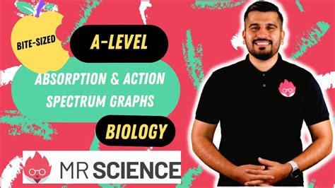 Absorption And Action Spectrum Graphs Explained Bite Sized A Level Biology Mr Science In 8k