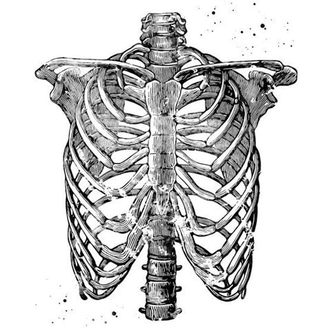 Rib Cage Drawing Reference