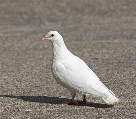 Pictures and information on White Pigeon