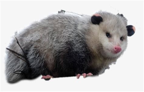 Possum Freetoedit Screams At Own Ass Possum Free Transparent