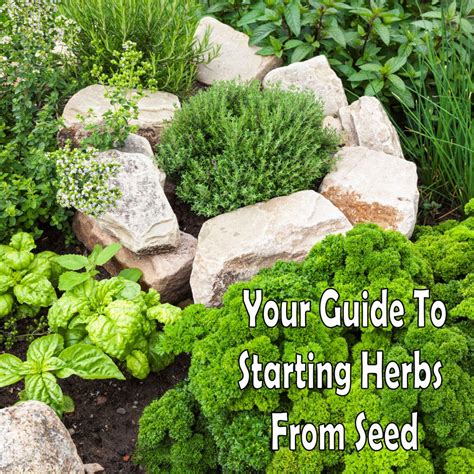 Guide To Growing Herbs From Seed By Hilary And Christopher Mueller