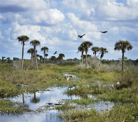 Environmentalists concerned as Florida takes control of wetlands