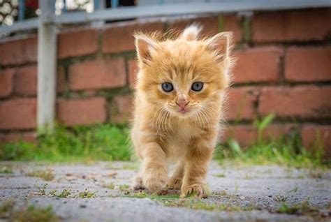 Rüyada Yavru Kedi Görmek İçinizi Isıtacak Haberlerle Hayatınızda Bazı