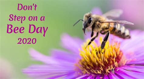 Dont Step On A Bee Day 2021 Avoiding Pesticides To Buying Honey From