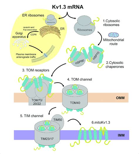 Schematic Representation Of The Mitochondrial Import Pathway For