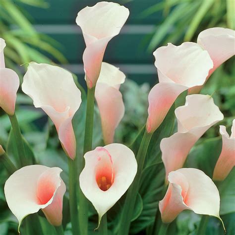 Zantedeschia Pink Giant Zantedeschia Calla Lily Zantedeschia Aethiopica