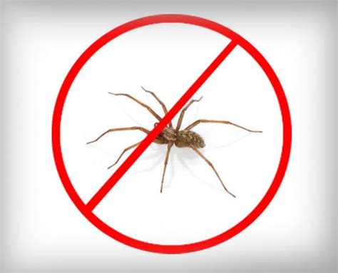 Spider Control Brisbane Pest Treatment House Pest Check Qld