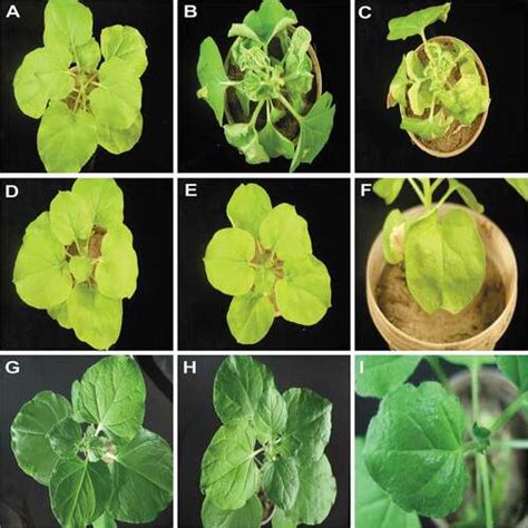 Full Article Analysis Of The Effects Of The Mutation Of Selected Genes