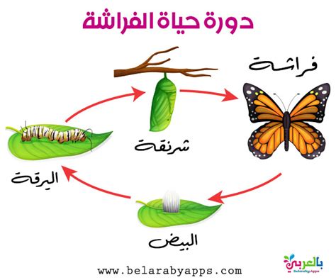 رسم دورة حياة الفراشة للاطفال