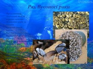 різном ракоп | PPT
