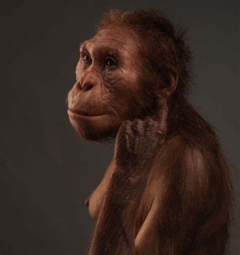 Australopithecus Sediba La Especie Es Conocida Por Dos Esqueletos