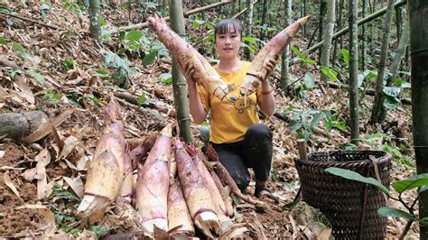 Harvest Bamboo Shoots To Bring To The Market To Sell And Take Care Of