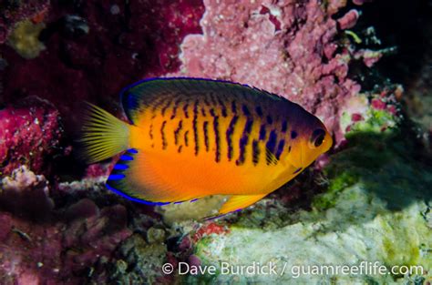 Angelfishes Pomacanthidae Guamreeflife