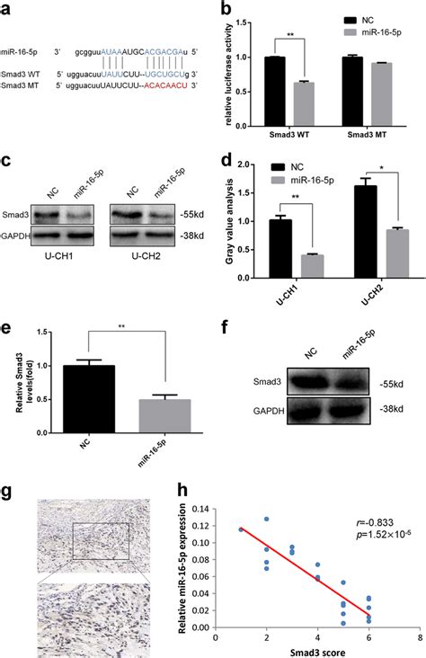 Identification Of Smad3 As A Target Of MiR 16 5p A Schematic