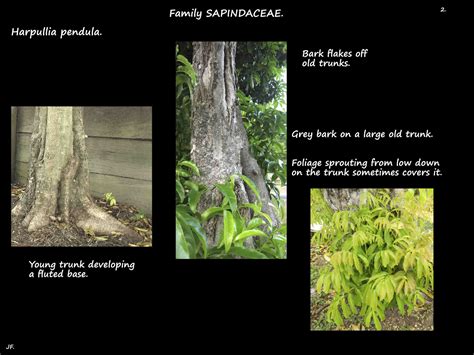 Harpullia Pendula Botany Brisbane