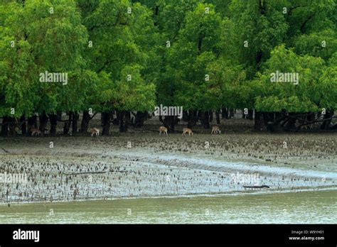 Spotted Deer De Sundarbans La Plus Grande Forêt De Mangroves Dans Le