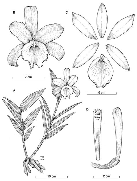 Cattleya Flower Coloring Page Coloring Pages