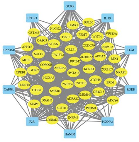 Construction Of A Gene Coexpression Network Centered On The Hub Genes