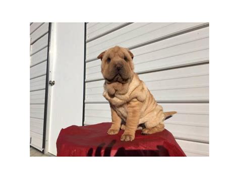 AKC registered Shar pei female puppy for $800 St. Elmo - Puppies for Sale Near Me