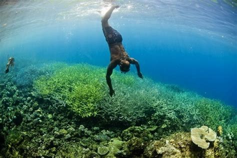 Gambar Kehidupan Dalam Laut Contoh Lukisan Hidupan Laut Cikimm