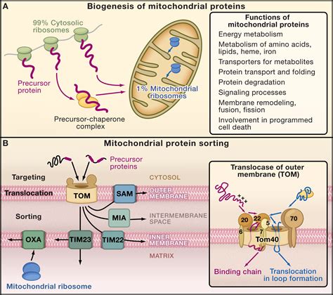 Importing Mitochondrial Proteins Machineries And Mechanisms Cell