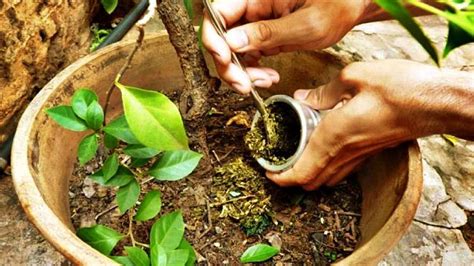 Est Bien Arrojar La Yerba Mate Sobre Las Plantas