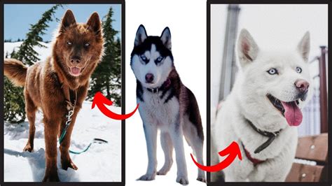 Top Motivos Para Ter Um Husky Siberiano Youtube