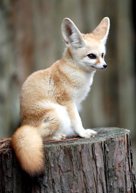 Fennec Fox Fennec Fox Everlandkorea In Cherl Kim Flickr