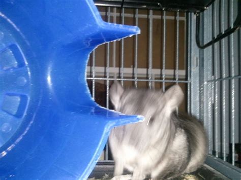 Giant Chinchilla Chinchilla Photo 35349577 Fanpop