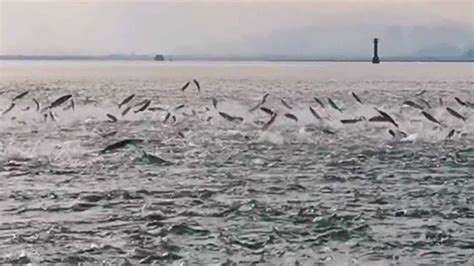 深圳湾再现鱼群竞跃，水面顿时沸腾起来，游客惊叹场面壮观腾讯视频