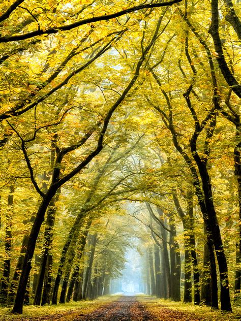 In Love With Fall Lars Van De Goor