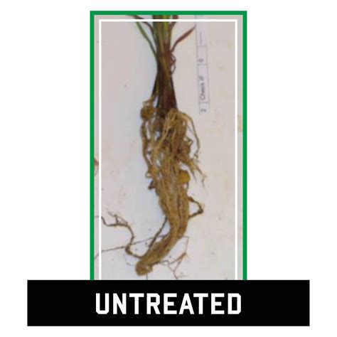 Seed Treatment What Are Fungicides And Insecticides Unified Ag