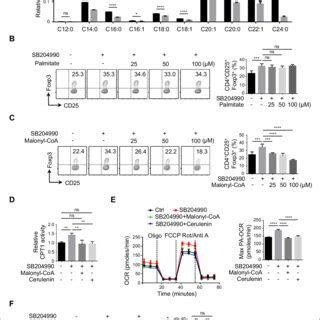 ACLY Inhibition Induces The Reprogramming In Fatty Acid Metabolism