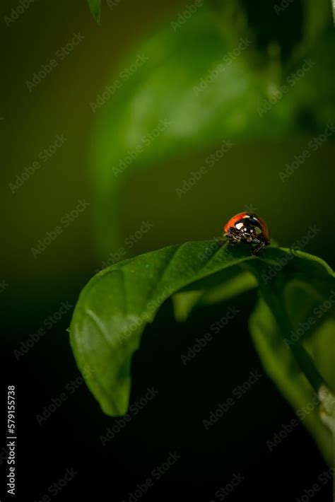 Ladybug Coccinella Magnifica On Basil Leafs Eating Aphids Pesticide