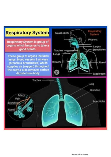 Solution Pharmacology Of Drugs Acting On Respiratory System Studypool