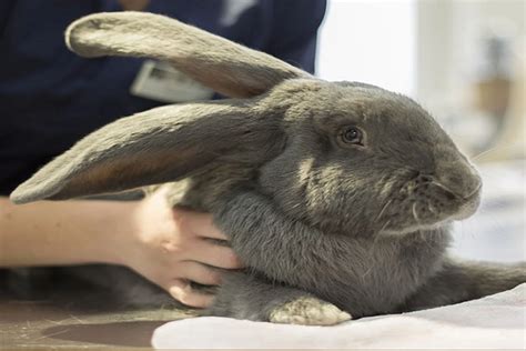 RAZAS DE CONEJOS MÁS POPULARES COMO MASCOTAS